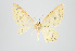  (Eois primularis group - ID 15614)  @11 [ ] Copyright (2011) Gunnar Brehm Institut fuer Spezielle Zoologie und Evolutionsbiologie, Friedrich-Schiller Universitat Jena