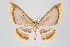  (Eois nr. antiopata - ID 15621)  @14 [ ] Copyright (2011) Gunnar Brehm Institut fuer Spezielle Zoologie und Evolutionsbiologie, Friedrich-Schiller Universitat Jena