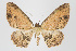  (Eois nr. nigriceps - ID 15623)  @13 [ ] Copyright (2011) Gunnar Brehm Institut fuer Spezielle Zoologie und Evolutionsbiologie, Friedrich-Schiller Universitat Jena