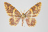  (Eois nr. haematodes - ID 15624)  @14 [ ] Copyright (2011) Gunnar Brehm Institut fuer Spezielle Zoologie und Evolutionsbiologie, Friedrich-Schiller Universitat Jena