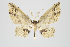  (Eois bolana - ID 15625)  @14 [ ] Copyright (2011) Gunnar Brehm Institut fuer Spezielle Zoologie und Evolutionsbiologie, Friedrich-Schiller Universitat Jena