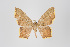  ( - ID 15635)  @13 [ ] Copyright (2011) Gunnar Brehm Institut fuer Spezielle Zoologie und Evolutionsbiologie, Friedrich-Schiller Universitat Jena