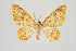  ( - ID 15649)  @14 [ ] Copyright (2011) Gunnar Brehm Institut fuer Spezielle Zoologie und Evolutionsbiologie, Friedrich-Schiller Universitat Jena