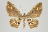  ( - ID 15700)  @13 [ ] Copyright (2011) Gunnar Brehm Institut fuer Spezielle Zoologie und Evolutionsbiologie, Friedrich-Schiller Universitat Jena