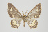  (Eois nr. violada - ID 15758)  @15 [ ] Copyright (2011) Gunnar Brehm Institut fuer Spezielle Zoologie und Evolutionsbiologie, Friedrich-Schiller Universitat Jena
