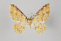  (Eois nr. nigricosta - ID 15764)  @14 [ ] Copyright (2011) Gunnar Brehm Institut fuer Spezielle Zoologie und Evolutionsbiologie, Friedrich-Schiller Universitat Jena