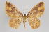  ( - ID 15766)  @14 [ ] Copyright (2011) Gunnar Brehm Institut fuer Spezielle Zoologie und Evolutionsbiologie, Friedrich-Schiller Universitat Jena