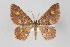  (Eois nr. nucula - ID 15802)  @14 [ ] Copyright (2011) Gunnar Brehm Institut fuer Spezielle Zoologie und Evolutionsbiologie, Friedrich-Schiller Universitat Jena
