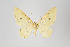  (Eois nr. primularis - ID 18549)  @13 [ ] Copyright (2011) Gunnar Brehm Institut fuer Spezielle Zoologie und Evolutionsbiologie, Friedrich-Schiller Universitat Jena