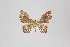 (Eois nr. punctata - ID 18570)  @13 [ ] Copyright (2011) Gunnar Brehm Institut fuer Spezielle Zoologie und Evolutionsbiologie, Friedrich-Schiller Universitat Jena