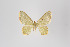  ( - ID 18572)  @13 [ ] Copyright (2011) Gunnar Brehm Institut fuer Spezielle Zoologie und Evolutionsbiologie, Friedrich-Schiller Universitat Jena