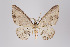  ( - ID 18575)  @12 [ ] Copyright (2011) Gunnar Brehm Institut fuer Spezielle Zoologie und Evolutionsbiologie, Friedrich-Schiller Universitat Jena