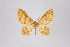  ( - ID 18579)  @14 [ ] Copyright (2011) Gunnar Brehm Institut fuer Spezielle Zoologie und Evolutionsbiologie, Friedrich-Schiller Universitat Jena