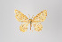  (Eois nr. azafranata - ID 18598)  @14 [ ] Copyright (2011) Gunnar Brehm Institut fuer Spezielle Zoologie und Evolutionsbiologie, Friedrich-Schiller Universitat Jena