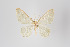  ( - ID 18601)  @13 [ ] Copyright (2011) Gunnar Brehm Institut fuer Spezielle Zoologie und Evolutionsbiologie, Friedrich-Schiller Universitat Jena