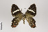  (Erateina artabates group - ID 18629)  @13 [ ] Copyright (2011) Gunnar Brehm Institut fuer Spezielle Zoologie und Evolutionsbiologie, Friedrich-Schiller Universitat Jena