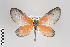  ( - ID 18630)  @13 [ ] Copyright (2011) Gunnar Brehm Institut fuer Spezielle Zoologie und Evolutionsbiologie, Friedrich-Schiller Universitat Jena
