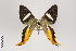  (Erateina zoraidina group - ID 18633)  @13 [ ] Copyright (2011) Gunnar Brehm Institut fuer Spezielle Zoologie und Evolutionsbiologie, Friedrich-Schiller Universitat Jena