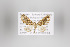  ( - ID 18640)  @13 [ ] Copyright (2011) Gunnar Brehm Institut fuer Spezielle Zoologie und Evolutionsbiologie, Friedrich-Schiller Universitat Jena