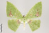  ( - ID 27537)  @14 [ ] Copyright (2011) Gunnar Brehm Institut fuer Spezielle Zoologie und Evolutionsbiologie, Friedrich-Schiller Universitat Jena