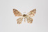  (Eois sp. 706 - ID 30399)  @13 [ ] Copyright (2011) Gunnar Brehm Institut fuer Spezielle Zoologie und Evolutionsbiologie, Friedrich-Schiller Universitat Jena