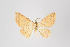  (Eois sp. 2316 - ID 43184)  @12 [ ] Copyright (2011) Gunnar Brehm Institut fuer Spezielle Zoologie und Evolutionsbiologie, Friedrich-Schiller Universitat Jena