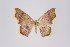  (Eois nr. xanthoperata - ID 44464)  @13 [ ] Copyright (2011) Gunnar Brehm Institut fuer Spezielle Zoologie und Evolutionsbiologie, Friedrich-Schiller Universitat Jena