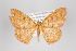  (Semaeopus rubida - ID 44480)  @12 [ ] Copyright (2011) Gunnar Brehm Institut fuer Spezielle Zoologie und Evolutionsbiologie, Friedrich-Schiller Universitat Jena