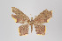  ( - ID 4471)  @12 [ ] Copyright (2011) Gunnar Brehm Institut fuer Spezielle Zoologie und Evolutionsbiologie, Friedrich-Schiller Universitat Jena