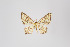  ( - ID 45297)  @12 [ ] Copyright (2011) Gunnar Brehm Institut fuer Spezielle Zoologie und Evolutionsbiologie, Friedrich-Schiller Universitat Jena