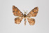 (Eois sp. 961 - ID 45693)  @12 [ ] Copyright (2011) Gunnar Brehm Institut fuer Spezielle Zoologie und Evolutionsbiologie, Friedrich-Schiller Universitat Jena