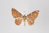  ( - ID 45697)  @13 [ ] Copyright (2011) Gunnar Brehm Institut fuer Spezielle Zoologie und Evolutionsbiologie, Friedrich-Schiller Universitat Jena