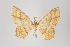  (Eois lineolata - ID 45700)  @13 [ ] Copyright (2011) Gunnar Brehm Institut fuer Spezielle Zoologie und Evolutionsbiologie, Friedrich-Schiller Universitat Jena