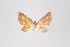  ( - ID 45702)  @12 [ ] Copyright (2011) Gunnar Brehm Institut fuer Spezielle Zoologie und Evolutionsbiologie, Friedrich-Schiller Universitat Jena