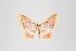  (Eois rubiada - ID 45708)  @13 [ ] Copyright (2011) Gunnar Brehm Institut fuer Spezielle Zoologie und Evolutionsbiologie, Friedrich-Schiller Universitat Jena