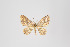  (Eois nr. percisa - ID 45731)  @12 [ ] Copyright (2011) Gunnar Brehm Institut fuer Spezielle Zoologie und Evolutionsbiologie, Friedrich-Schiller Universitat Jena