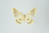  (Eois sp. 2275 - ID 8592)  @12 [ ] Copyright (2011) Gunnar Brehm Institut fuer Spezielle Zoologie und Evolutionsbiologie, Friedrich-Schiller Universitat Jena