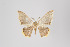  ( - ID 8604)  @13 [ ] Copyright (2011) Gunnar Brehm Institut fuer Spezielle Zoologie und Evolutionsbiologie, Friedrich-Schiller Universitat Jena