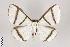  ( - ID 9632)  @13 [ ] Copyright (2011) Gunnar Brehm Institut fuer Spezielle Zoologie und Evolutionsbiologie, Friedrich-Schiller Universitat Jena