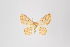  (Eois sp. 2249 - ID 9710)  @13 [ ] Copyright (2011) Gunnar Brehm Institut fuer Spezielle Zoologie und Evolutionsbiologie, Friedrich-Schiller Universitat Jena
