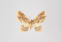  (Eois nr. plumbeofusa - ID 9941)  @11 [ ] Copyright (2011) Gunnar Brehm Institut fuer Spezielle Zoologie und Evolutionsbiologie, Friedrich-Schiller Universitat Jena