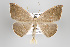  ( - ID 15145)  @14 [ ] Copyright (2013) Gunnar Brehm Institut fuer Spezielle Zoologie und Evolutionsbiologie, Friedrich-Schiller Universität Jena