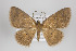  ( - ID 15146)  @14 [ ] Copyright (2013) Gunnar Brehm Institut fuer Spezielle Zoologie und Evolutionsbiologie, Friedrich-Schiller Universität Jena