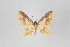  ( - ID 18665)  @14 [ ] Copyright (2013) Gunnar Brehm Institut fuer Spezielle Zoologie und Evolutionsbiologie, Friedrich-Schiller Universität Jena