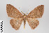  (Semaeopus ladrilla - ID 18686)  @15 [ ] Copyright (2013) Gunnar Brehm Institut fuer Spezielle Zoologie und Evolutionsbiologie, Friedrich-Schiller Universität Jena