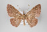  (Semaeopus nr. miniata - ID 18698)  @14 [ ] Copyright (2013) Gunnar Brehm Institut fuer Spezielle Zoologie und Evolutionsbiologie, Friedrich-Schiller Universität Jena
