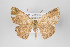  ( - ID 18699)  @13 [ ] Copyright (2013) Gunnar Brehm Institut fuer Spezielle Zoologie und Evolutionsbiologie, Friedrich-Schiller Universität Jena