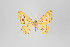  ( - ID 18702)  @14 [ ] Copyright (2013) Gunnar Brehm Institut fuer Spezielle Zoologie und Evolutionsbiologie, Friedrich-Schiller Universität Jena