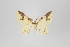  ( - ID 18719)  @13 [ ] Copyright (2013) Gunnar Brehm Institut fuer Spezielle Zoologie und Evolutionsbiologie, Friedrich-Schiller Universität Jena
