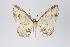  ( - ID 18771)  @14 [ ] Copyright (2013) Gunnar Brehm Institut fuer Spezielle Zoologie und Evolutionsbiologie, Friedrich-Schiller Universität Jena